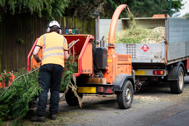 Best Lawn Renovation and Restoration  in East Greenville, PA