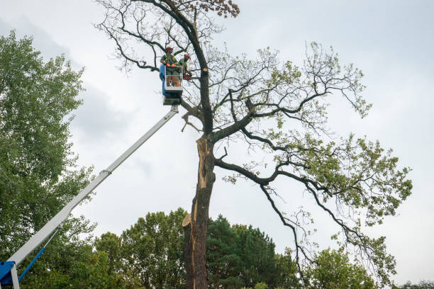 Trusted East Greenville, PA Tree Care Services Experts