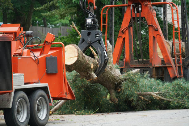 Best Tree Disease Treatment  in East Greenville, PA