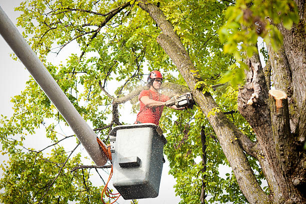 Best Fruit Tree Pruning  in East Greenville, PA