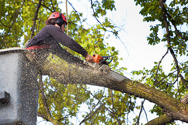 Best Root Management and Removal  in East Greenville, PA